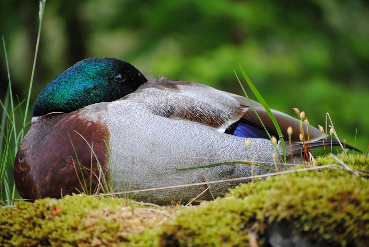 Antis, Miegoti, Brangios, Gyvūnas, Fauna, Nemokamos Nuotraukos,  Nemokama Licenzija