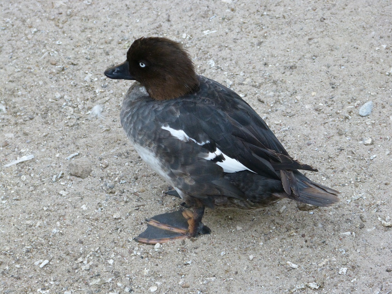 Antis, Paukštis, Vandens Paukštis, Jaunas, Gyvūnas, Plumėjimas, Sąskaitą, Gražus, Fauna, Nemokamos Nuotraukos