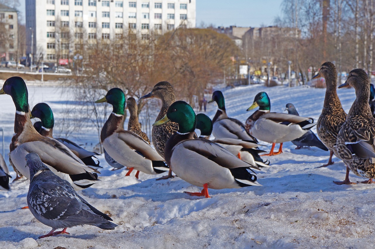 Antis,  Paukščiai,  Vanduo,  Žiema, Nemokamos Nuotraukos,  Nemokama Licenzija