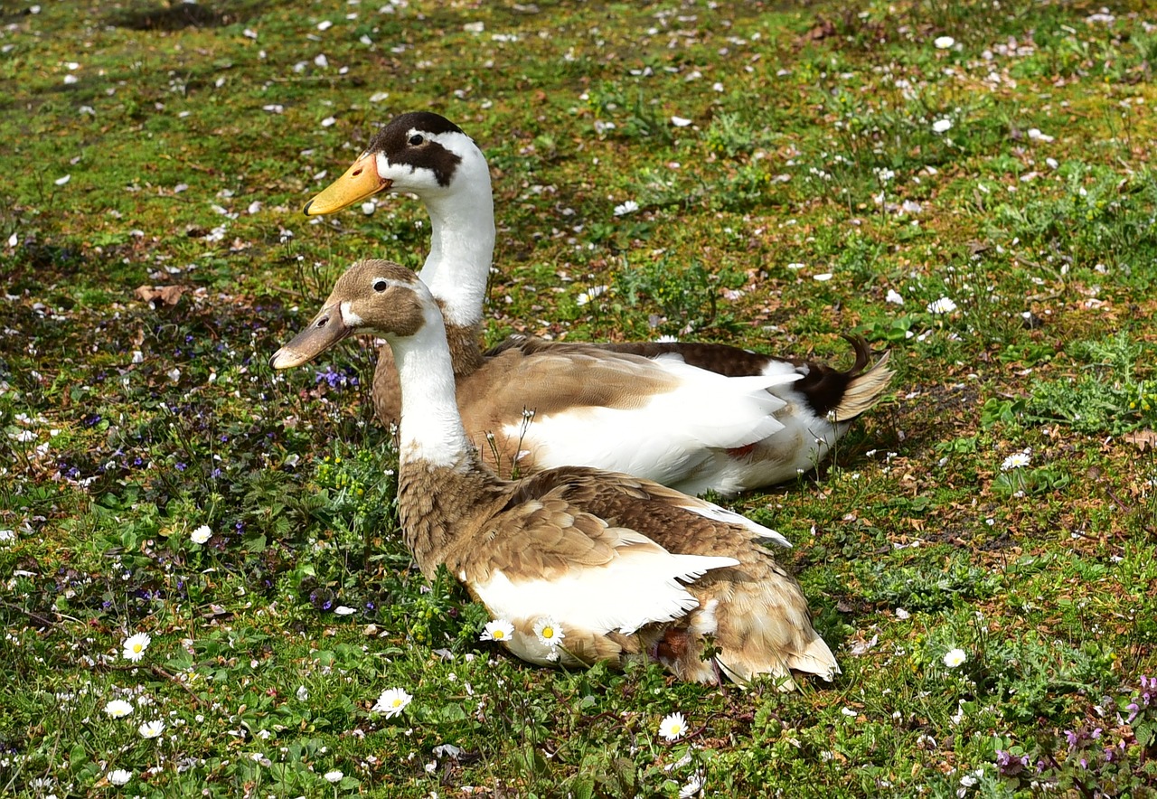 Antis,  Rūpestis,  Pora,  Dėmesio,  Plunksna,  Ruda,  Skubėti,  Žalias,  Gyvūnų Pasaulis,  Poilsis