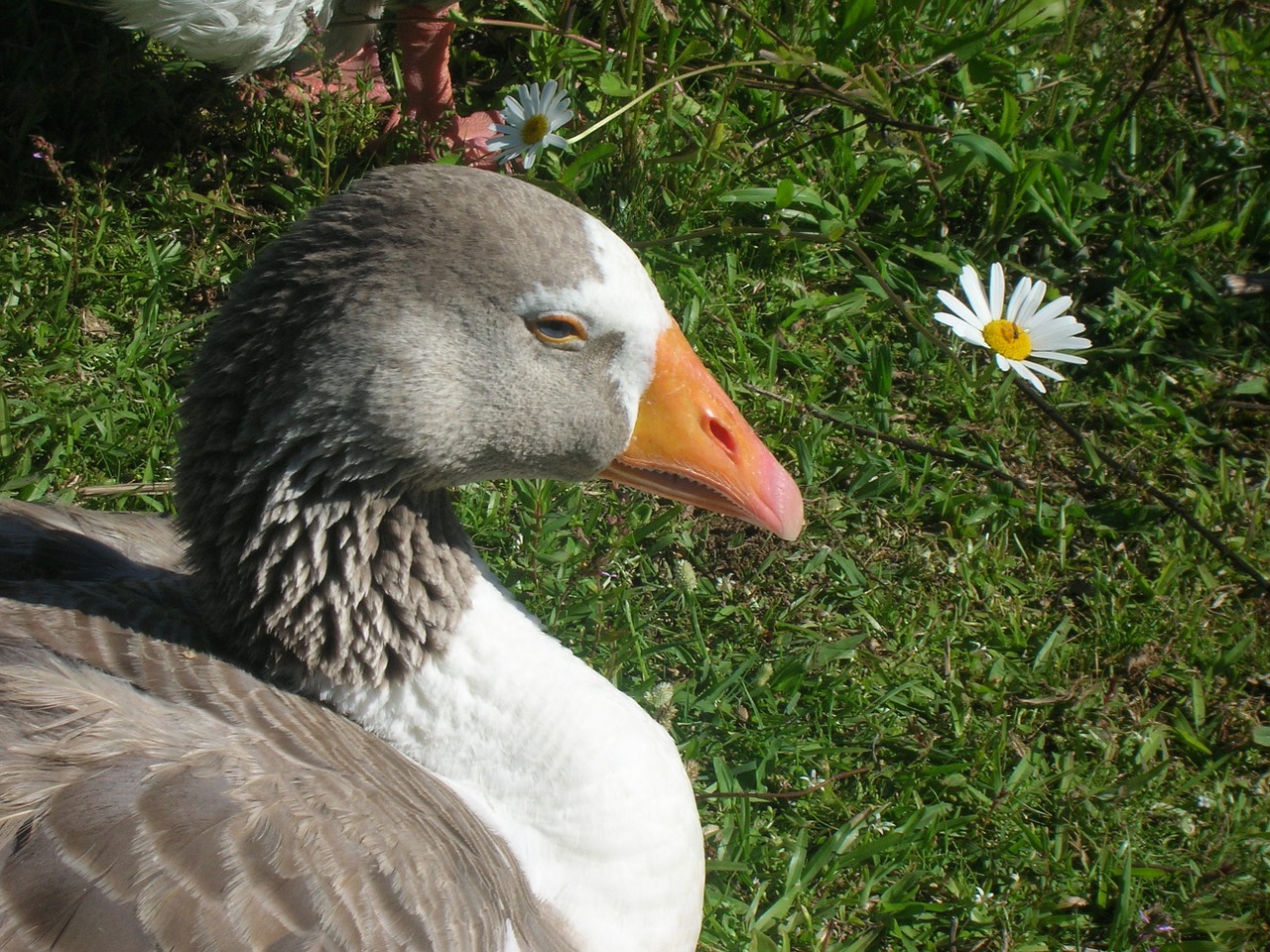 Antis, Gamta, Žolė, Nemokamos Nuotraukos,  Nemokama Licenzija