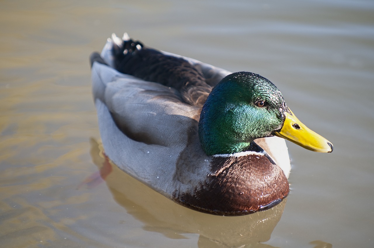 Antis, Meletas, Gamta, Paukščiai, Spalvos, Plumėjimas, Ornitologija, Fauna, Nemokamos Nuotraukos,  Nemokama Licenzija