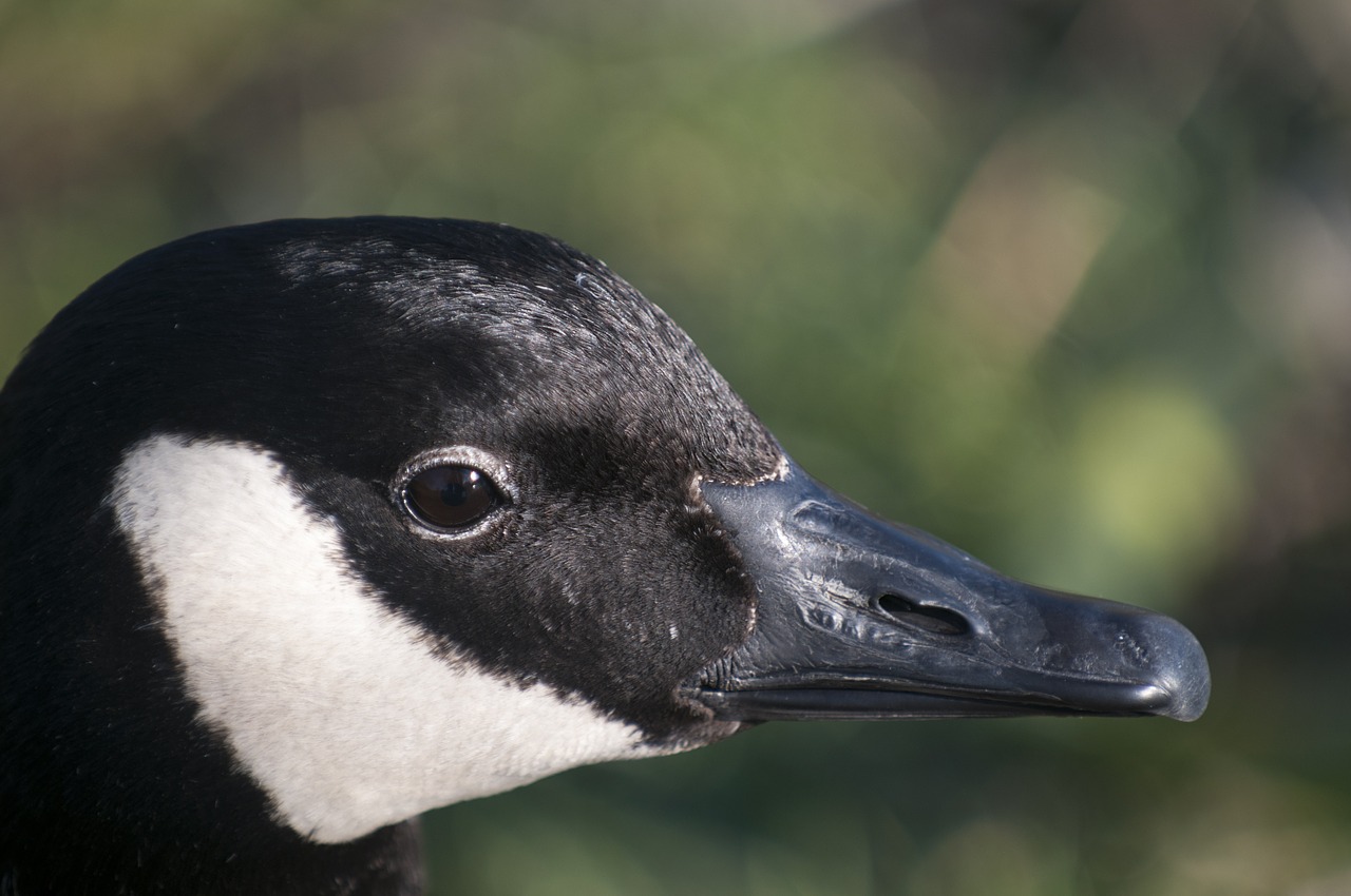 Antis, Gamta, Paukščiai, Spalvos, Plumėjimas, Ornitologija, Fauna, Tvenkinys, Nemokamos Nuotraukos,  Nemokama Licenzija