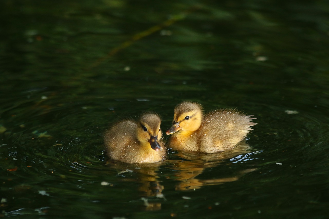 Ančiukų,  Antys,  Cub,  Vanduo Paukštis,  Paviršius,  Tvenkinys,  Mielas, Nemokamos Nuotraukos,  Nemokama Licenzija