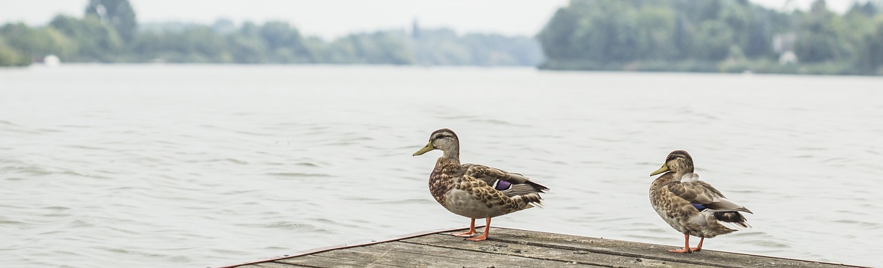 Antis, Upė, Vanduo, Gamta, Laukinė Gamta, Gyvūnas, Ežeras, Paukštis, Tvenkinys, Meletas