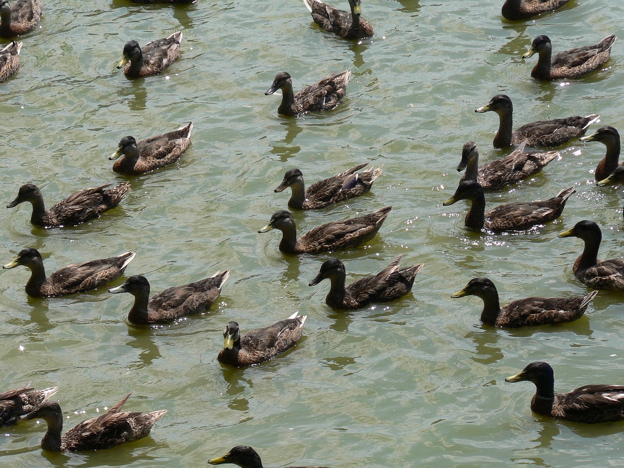 Antis, Ežeras, Tvenkinys, Bandas, Paukščiai, Nemokamos Nuotraukos,  Nemokama Licenzija