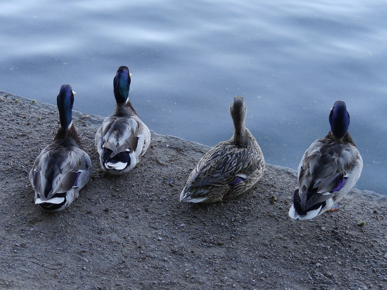 Antis, Keturios Angos, Mąstančių Ančių, Ančių Nugarai, Duckies, Antis, Gamta, Keturios Angos, Gamtos Miestas, Fauna