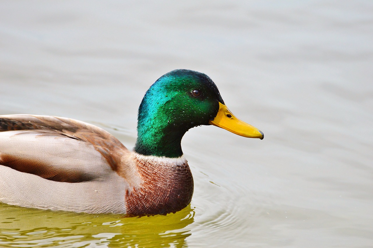 Antis, Vandens Paukščiai, Meletas, Paukštis, Naminiai Paukščiai, Gyvūnas, Drake, Vanduo, Ančių Paukštis, Tvenkinys