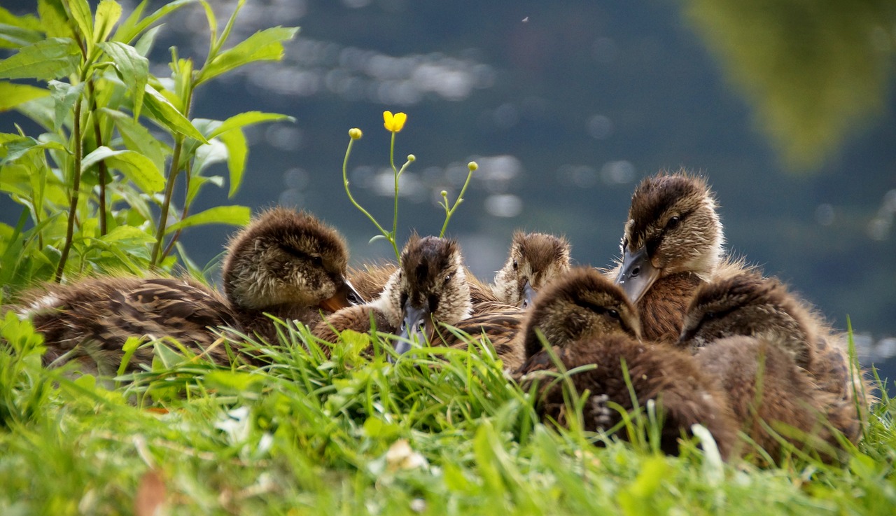 Antys,  Ančiukų,  Laukinės Antys,  Cub,  Žolės,  Ramybės,  Paukštis, Nemokamos Nuotraukos,  Nemokama Licenzija