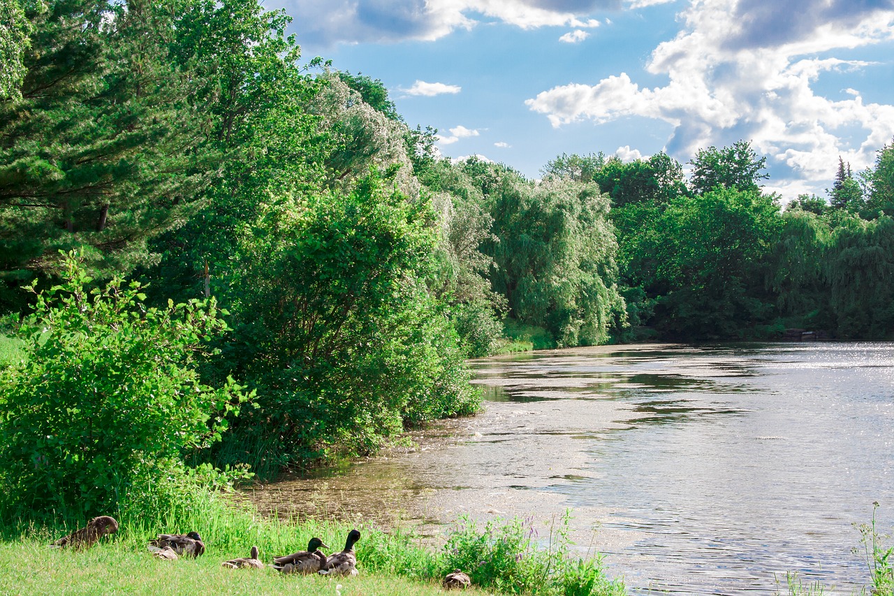 Antys,  Pobūdį,  Gyvūnas,  Mallard,  Plunksnos,  Paukštis,  Plunksna,  Mielas,  Ančiukų,  Purus