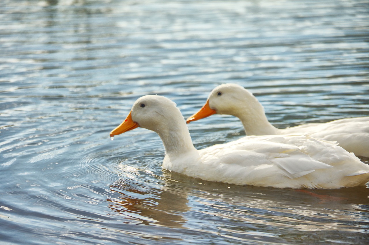 Antis, Ežeras, Pora, Nemokamos Nuotraukos,  Nemokama Licenzija