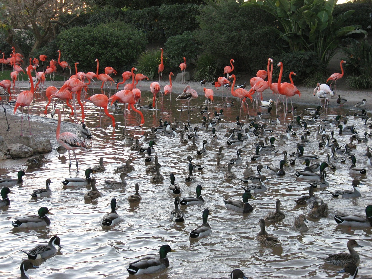 Antis, Tvenkinys, Flamingo, Mažesnis, Parkas, Vandens Paukščiai, Laukinė Gamta, Maudytis, Meletas, Paukštis