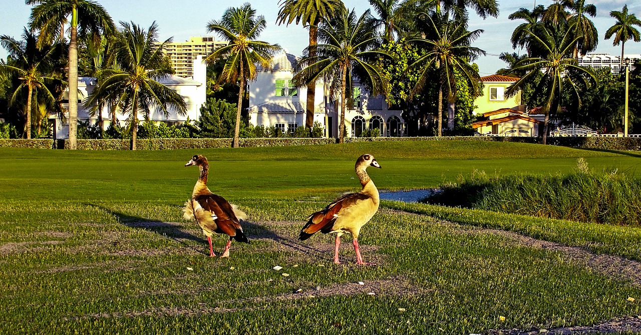 Antis, Golfo Laukas, Vandens Paukščiai, Fauna, Nemokamos Nuotraukos,  Nemokama Licenzija