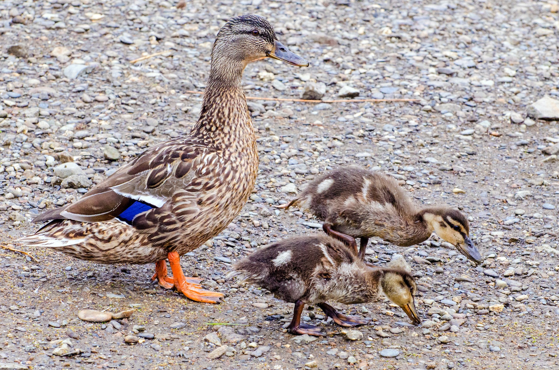 Ančiukas,  Antis,  Gyvūnai,  Mažas,  Kūdikis,  Vanduo,  Iš Arti,  Šlapias,  Zoologija,  Ornitologija