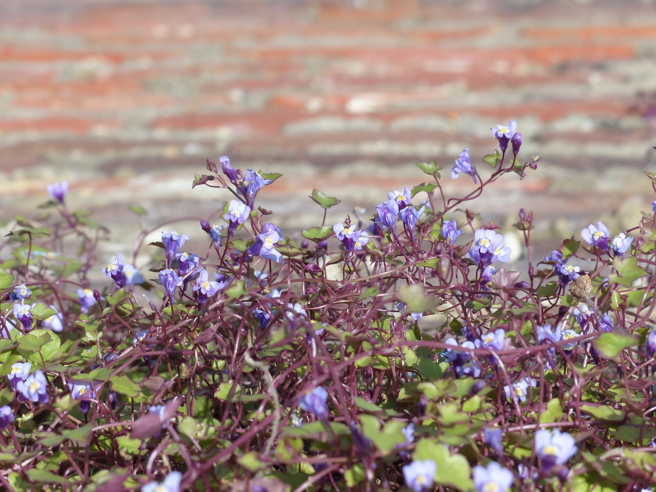 Dulcimer Žolė, Žiedas, Žydėti, Mėlynas, Violetinė, Violetinė, Zymbelkraut, Sieninė Zimbelkrautė, Cymbalaria Muralis, Linaria Cymbalaria