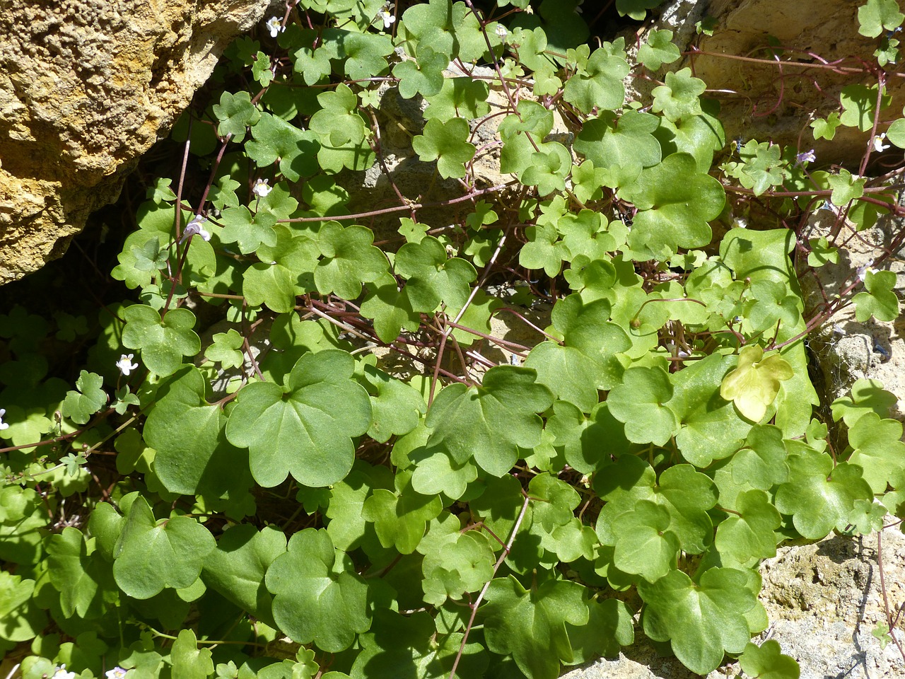 Dulcimer Žolė, Žalia Medžiaga, Zymbelkraut, Sieninė Zimbelkrautė, Cymbalaria Muralis, Linaria Cymbalaria, Plantacinis Šiltnamio Efektas, Plantaginaceae, Wallflower, Sienų Gėlė