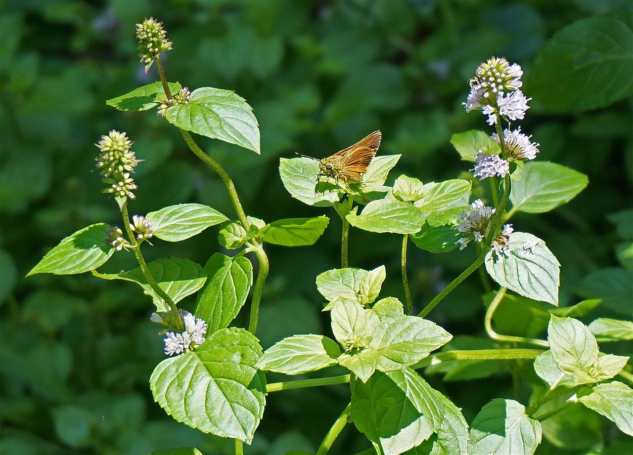 Dun Skipper, Kapitonas, Drugelis, Vabzdys, Augalas, Mėtų, Gėlė, Žiedas, Žydėti, Sodas