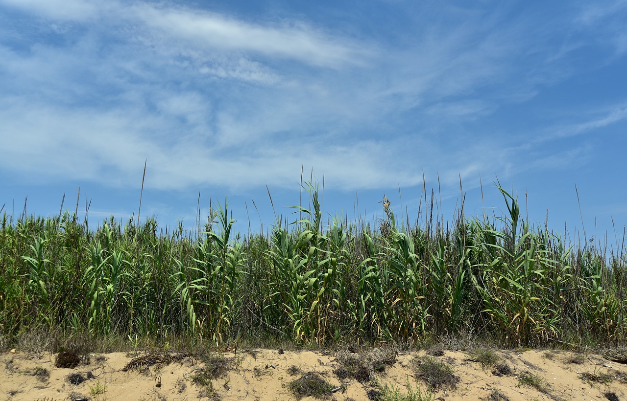 Dune,  Reed,  Vasara,  Papludimys,  Jūra,  Pobūdį,  Mėlyna,  Šilumos,  Dangus,  Debesys