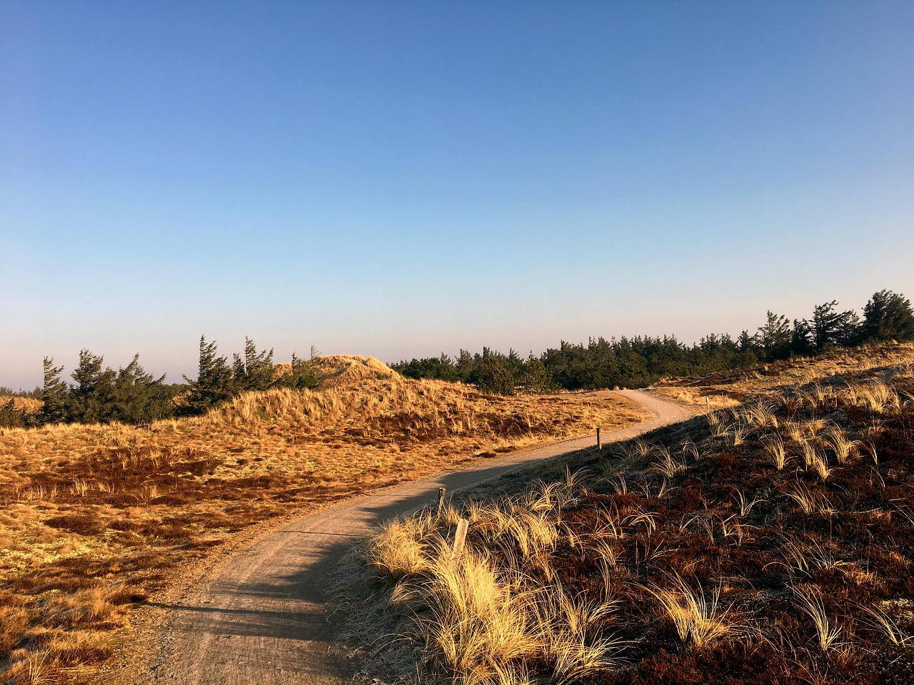 Kopos, Heide, Pušis, Takas, Poilsis, Denmark, Nemokamos Nuotraukos,  Nemokama Licenzija