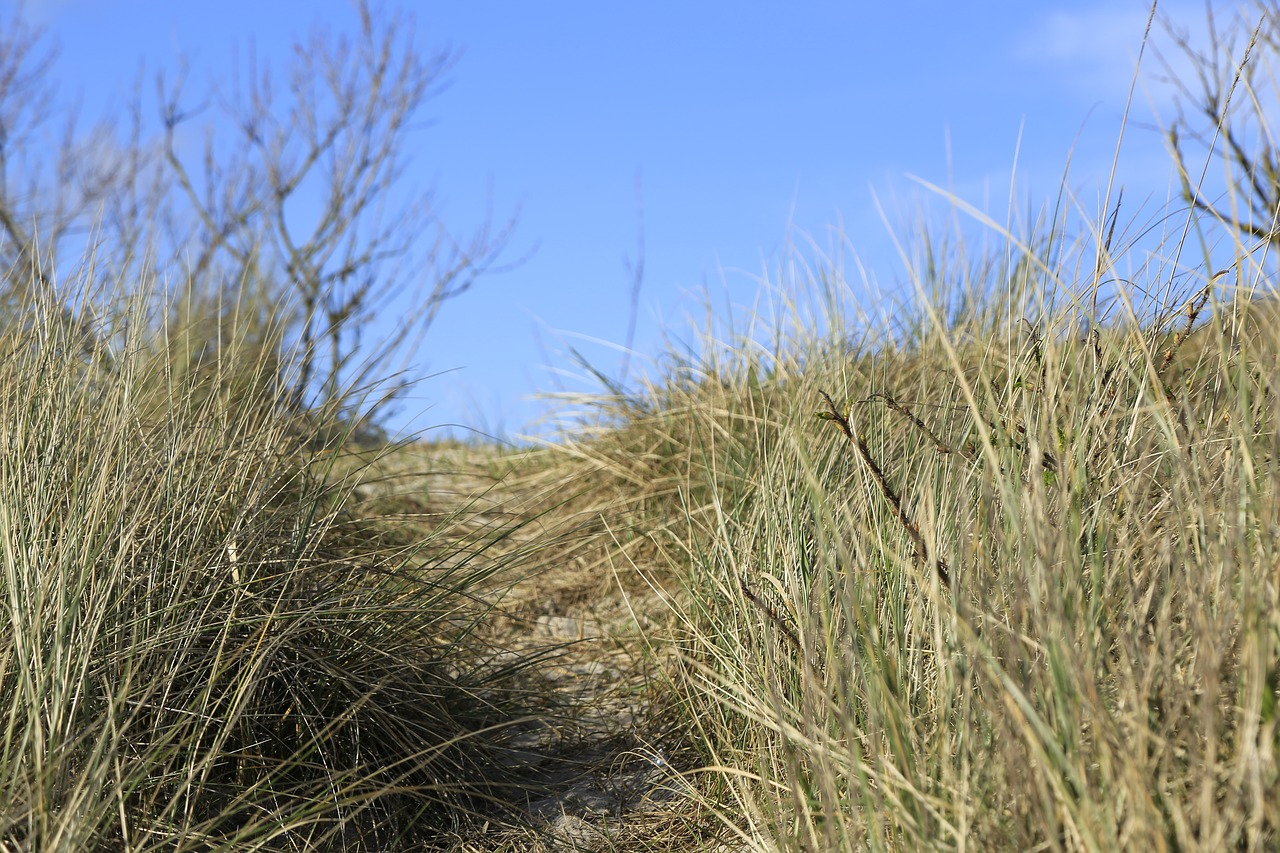 Kopos, Papludimys, Jūra, Denmark, Žolė, Smėlio Paplūdimys , Nemokamos Nuotraukos,  Nemokama Licenzija