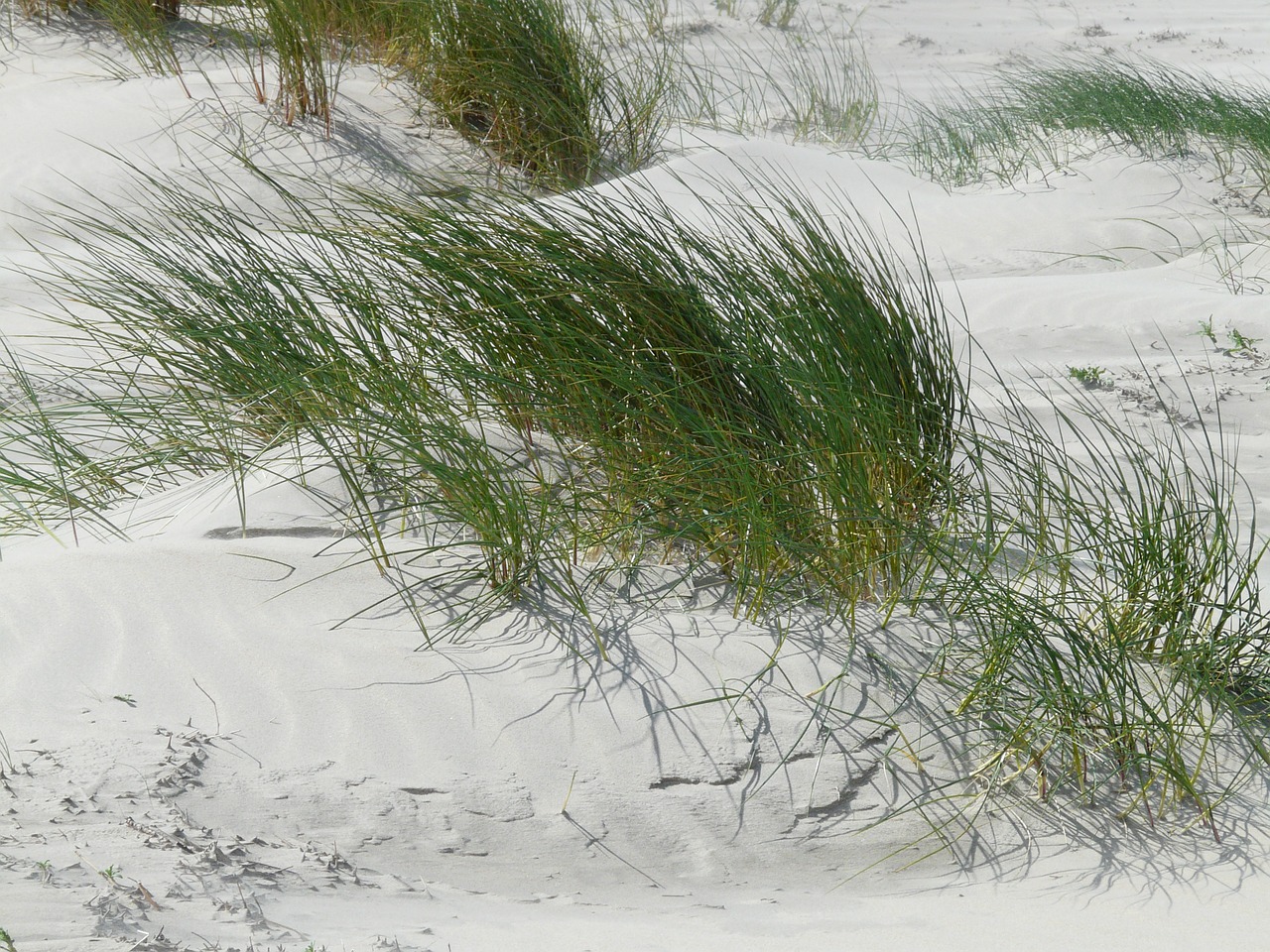 Kopos, Šiaurės Jūra, Jūra, Papludimys, Smėlis, Marram Žolė, Ammophila, Žolė, Saldymedis, Poaceae