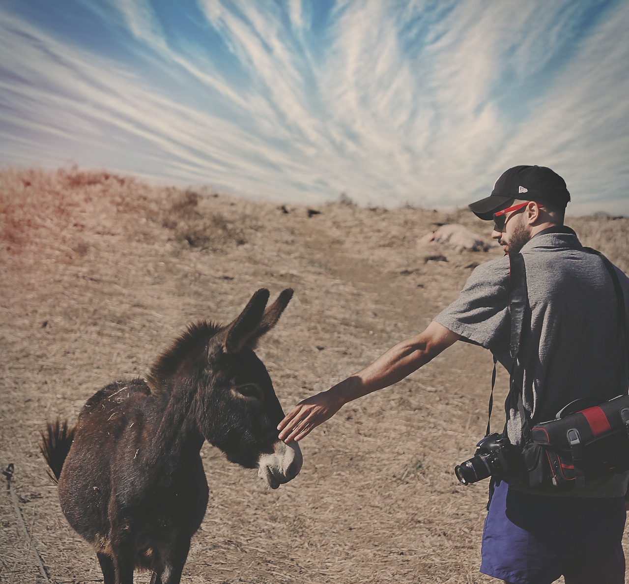 Dunkey, Arklys, Gyvūnas, Žmonės, Vyras, Fotografas, Fotografija, Nuotykis, Lauke, Highland