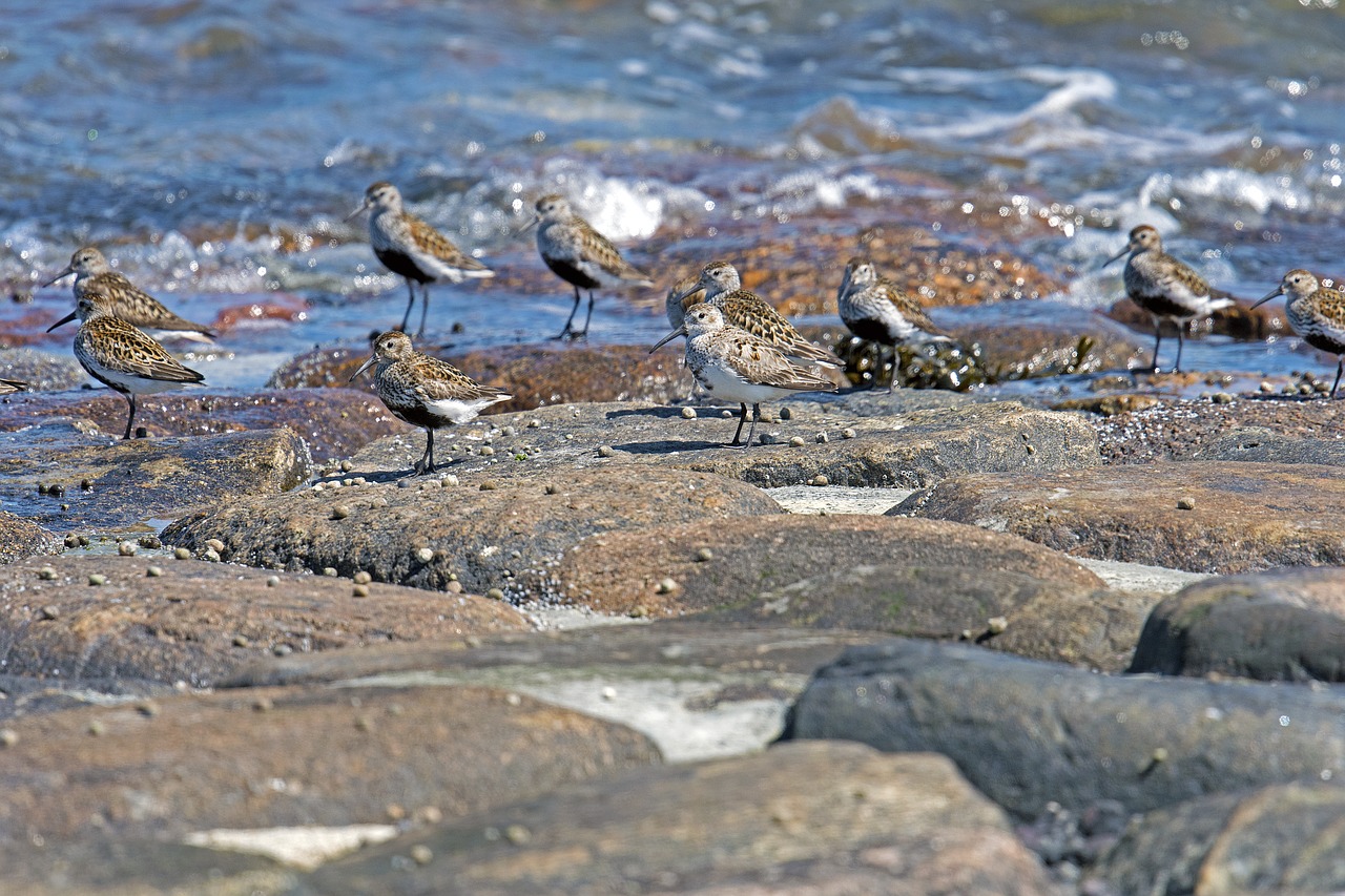 Dunlin, Paukščiai, Limikolinas, Šiaurės Jūra, Nemokamos Nuotraukos,  Nemokama Licenzija