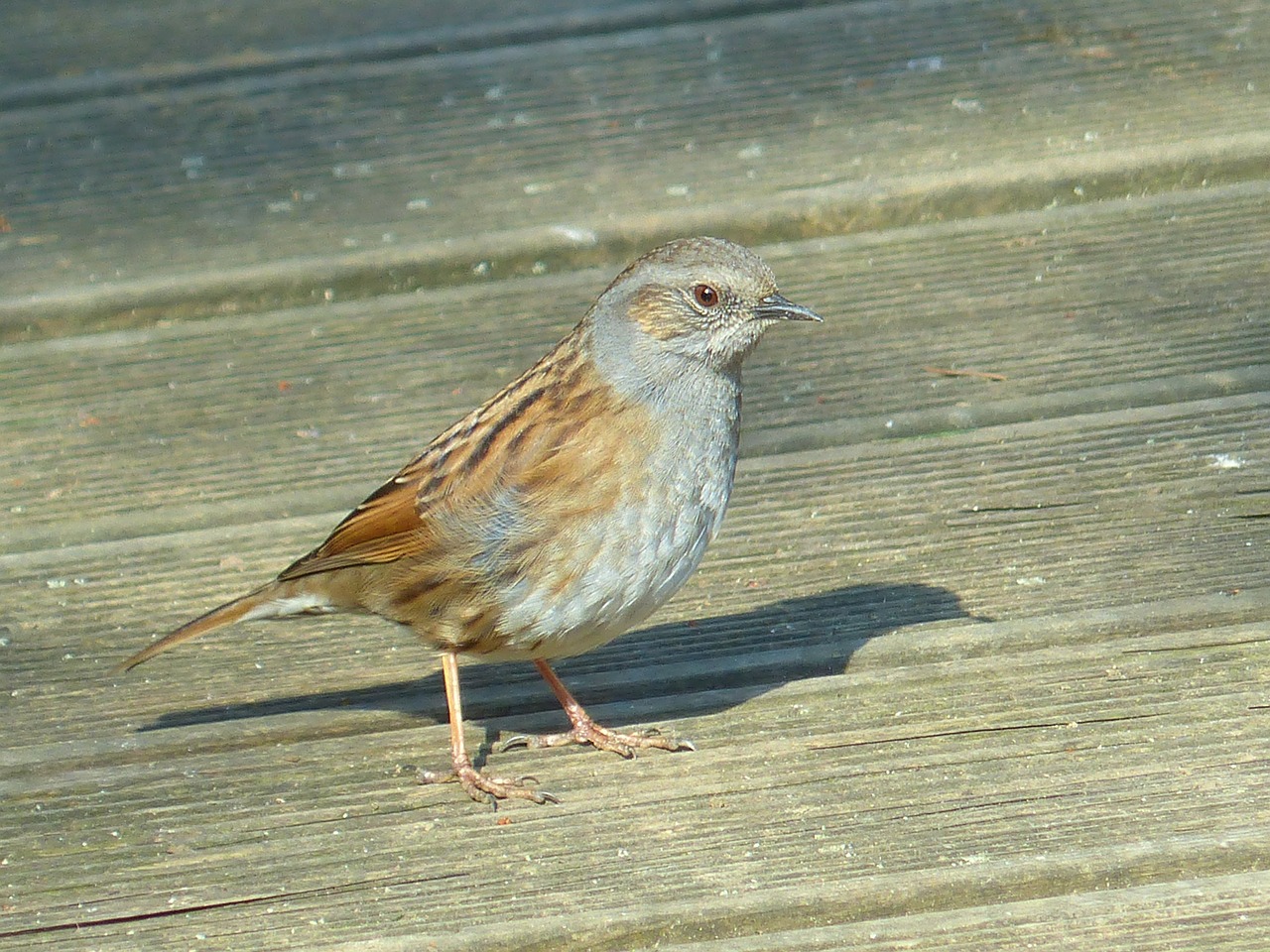 Dunnock, Paukštis, Gyvūnas, Ruda, Išėjęs Į Pensiją, Prunella Modularis, Akcentoras, Veislinė Paukštis, Drexel, Zuikis Paukštis