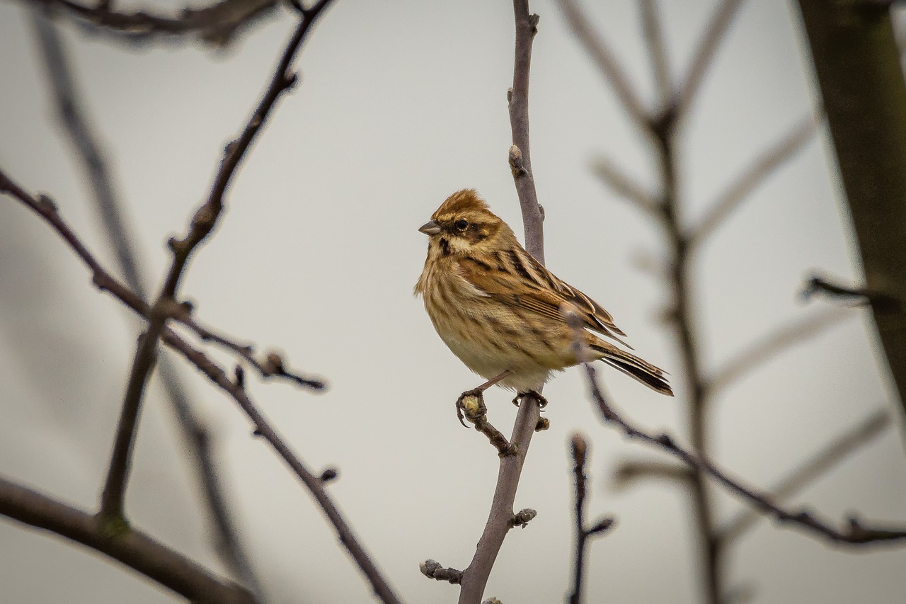 Dunnock, Giesmininkas, Paukštis, Prunella Modularis, Prunellidae, Ruda, Išėjęs Į Pensiją, Zuikis Paukštis, Gyvūnas, Drexel