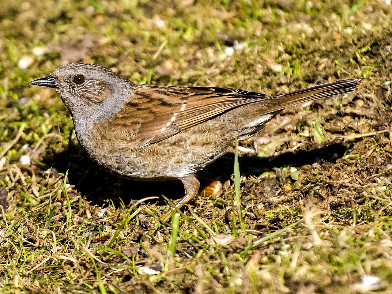 Dunnock, Paukštis, Giesmininkas, Sodo Paukštis, Gamta, Gyvūnas, Nemokamos Nuotraukos,  Nemokama Licenzija