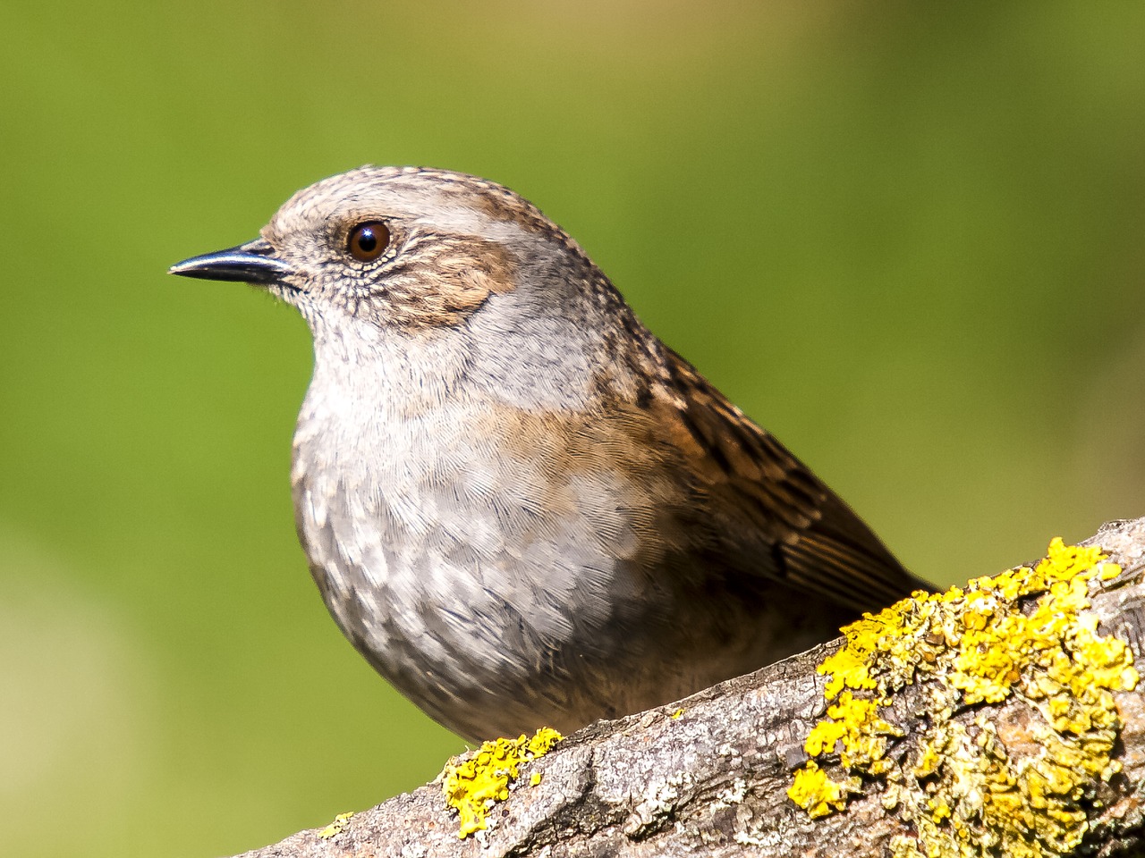 Dunnock, Paukštis, Giesmininkas, Sodo Paukštis, Gamta, Gyvūnas, Nemokamos Nuotraukos,  Nemokama Licenzija