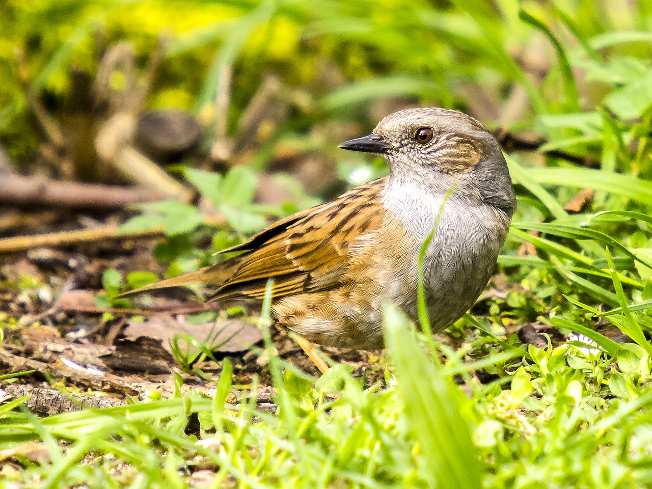 Dunnock, Paukštis, Giesmininkas, Sodo Paukštis, Gamta, Gyvūnas, Nemokamos Nuotraukos,  Nemokama Licenzija