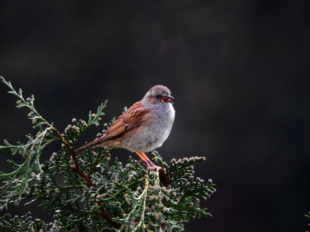 Dunnock,  Paukštis,  Pobūdį,  Gyvūnijos Pasaulyje,  Gyvūnas,  Medis,  Songbird,  Dainuoti,  Mažas Paukštelis,  Įspūdingus