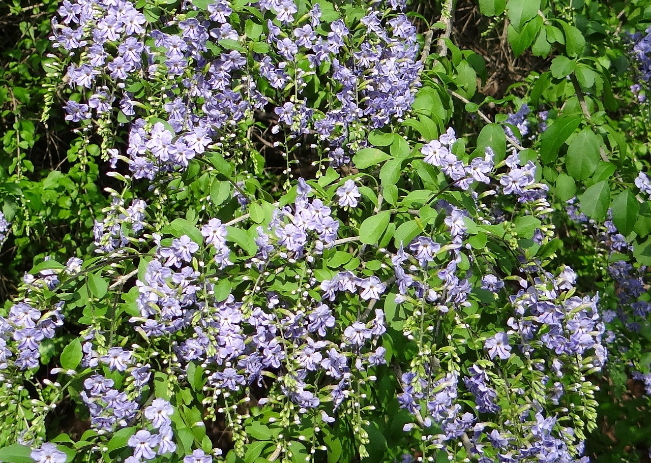 Duranta Erecta, Verbenaceae, Auksinė Rasas, Balandžių Uogos, Skyflower, Duranta, Gėlė, Krūmas, Karnataka, Indija