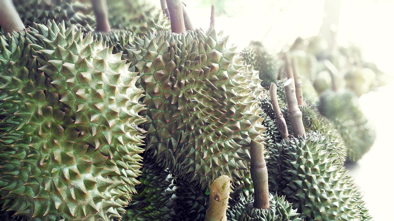 Durian Vaisiai, Durian, Anglų Vaisius, Maistas, Vaisiai, Tailando Vaisiai, Nemokamos Nuotraukos,  Nemokama Licenzija