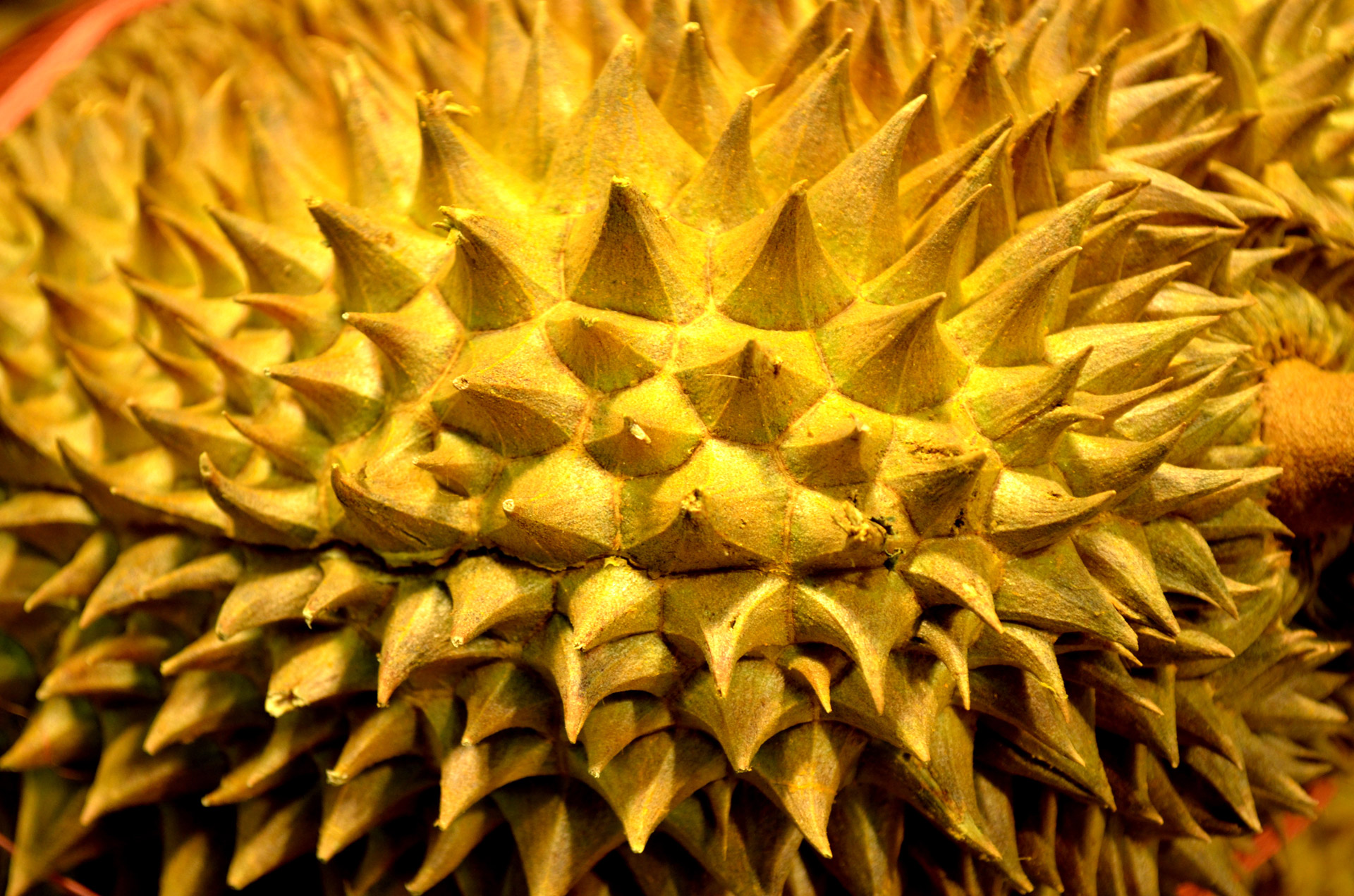 Durian,  Vaisiai,  Egzotiškas,  Atogrąžų,  Erškėčių,  Erškėtis,  Lukštas,  Asian,  Durian Vaisius, Nemokamos Nuotraukos