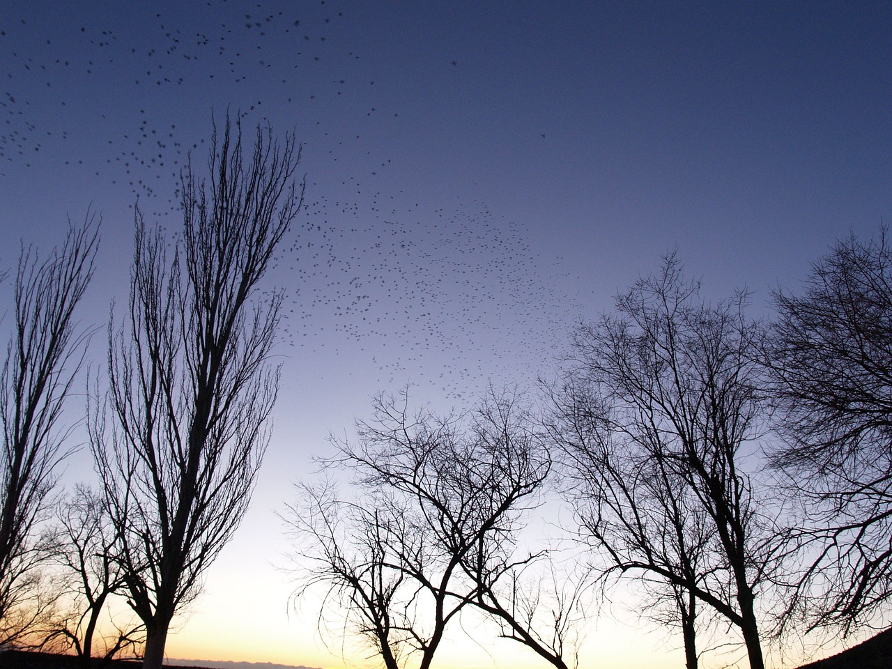 Dusk, Flock, Paukščiai, Medžiai, Nemokamos Nuotraukos,  Nemokama Licenzija