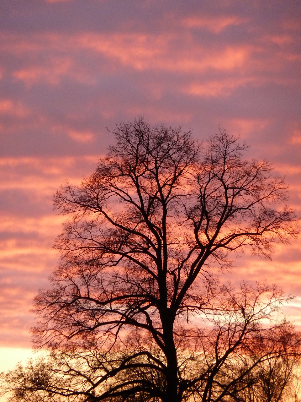 Dusk, Medis, Raudona, Naktis, Gražus, Filialai, Švytėjimas, Taikus, Nuotaika, Saulėlydis