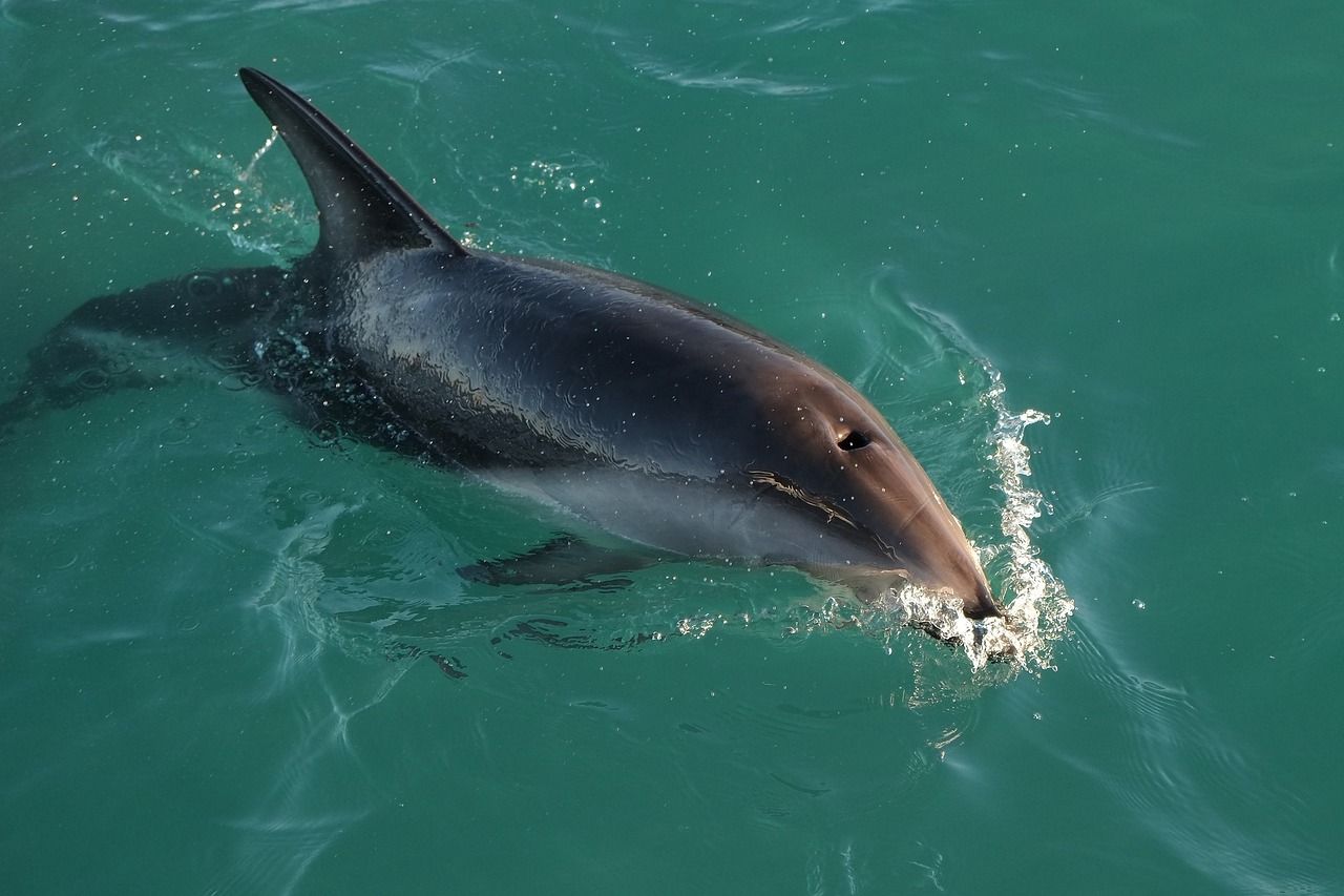 Dusinis Delfinas, Maudytis, Vandenynas, Jūra, Žinduolis, Paviršius, Laukinė Gamta, Gamta, Vanduo, Nemokamos Nuotraukos