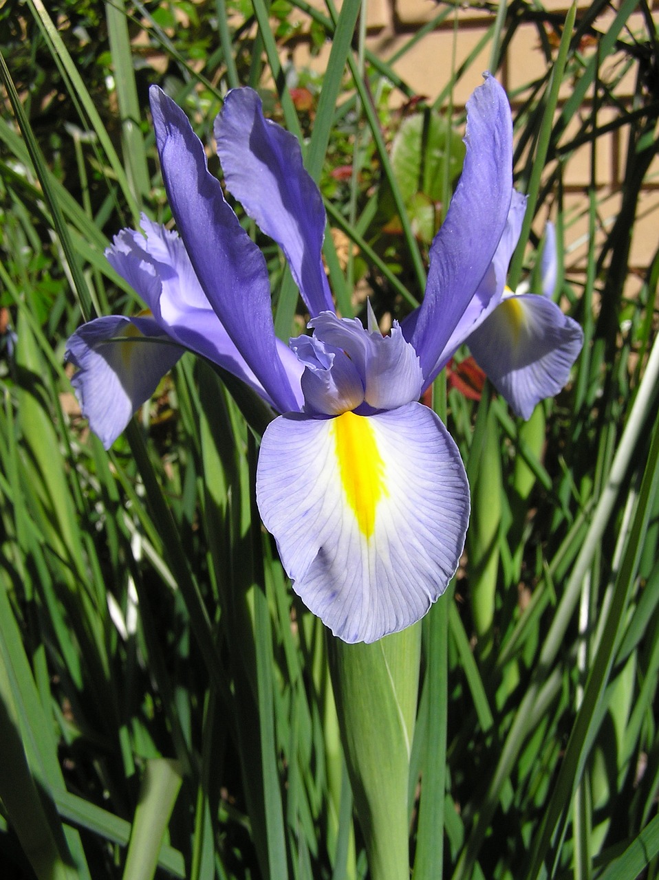 Olandų Iris, Mėlynas, Gėlė, Nemokamos Nuotraukos,  Nemokama Licenzija
