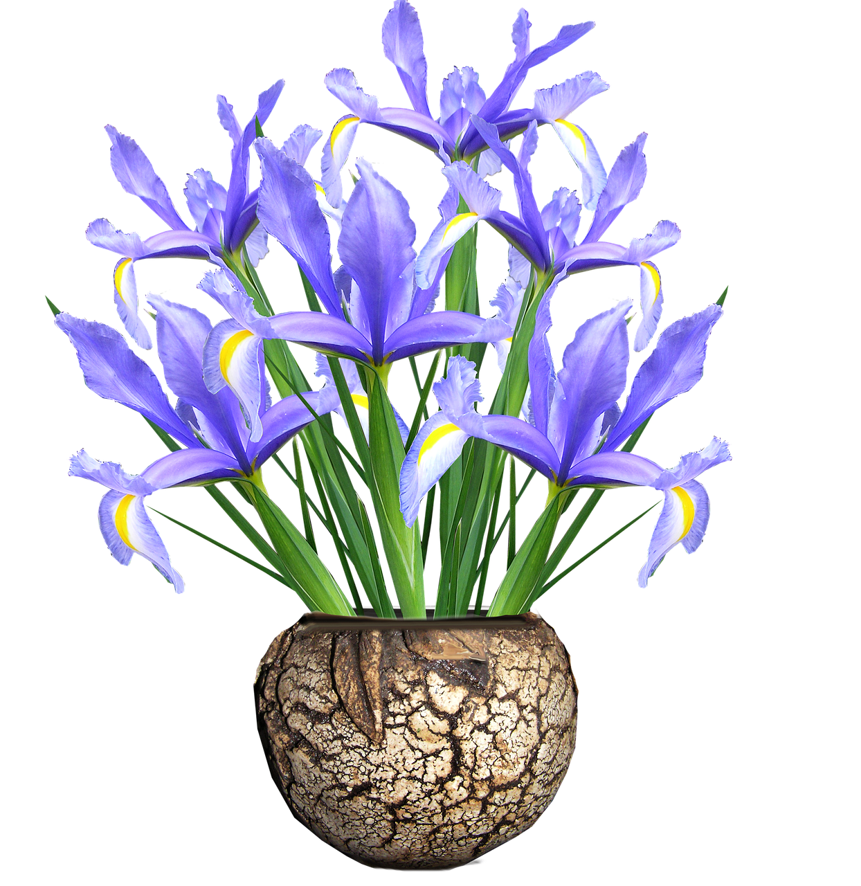 Olandų Iris, Mėlynas, Gėlės, Vazos, Nemokamos Nuotraukos,  Nemokama Licenzija