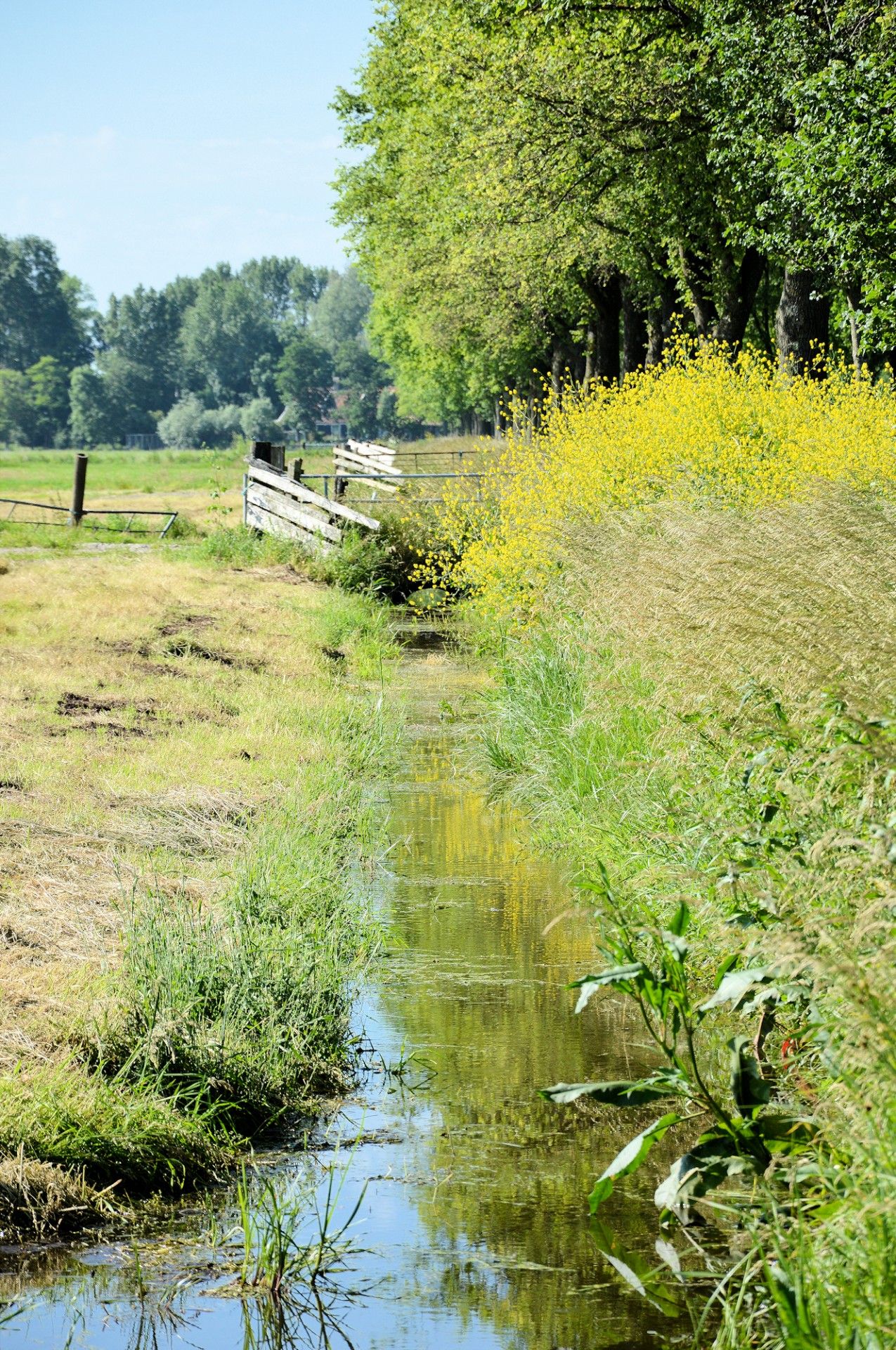 Kraštovaizdis,  Panorama,  Olandų,  Holland,  Pieva,  Gamta,  Vaizdas,  Olandų Kraštovaizdis, Nemokamos Nuotraukos,  Nemokama Licenzija