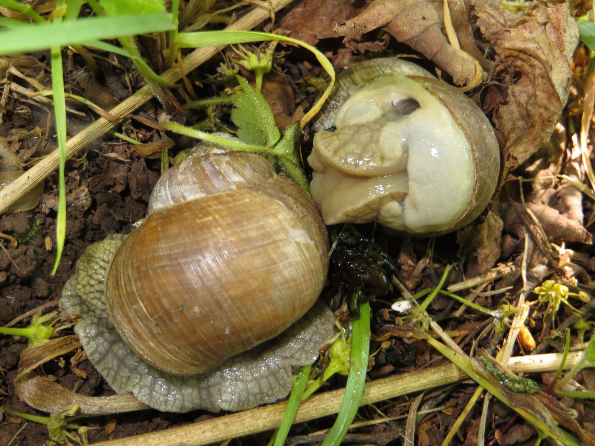 Sraigė,  Pavasaris,  Du Sraiges, Nemokamos Nuotraukos,  Nemokama Licenzija