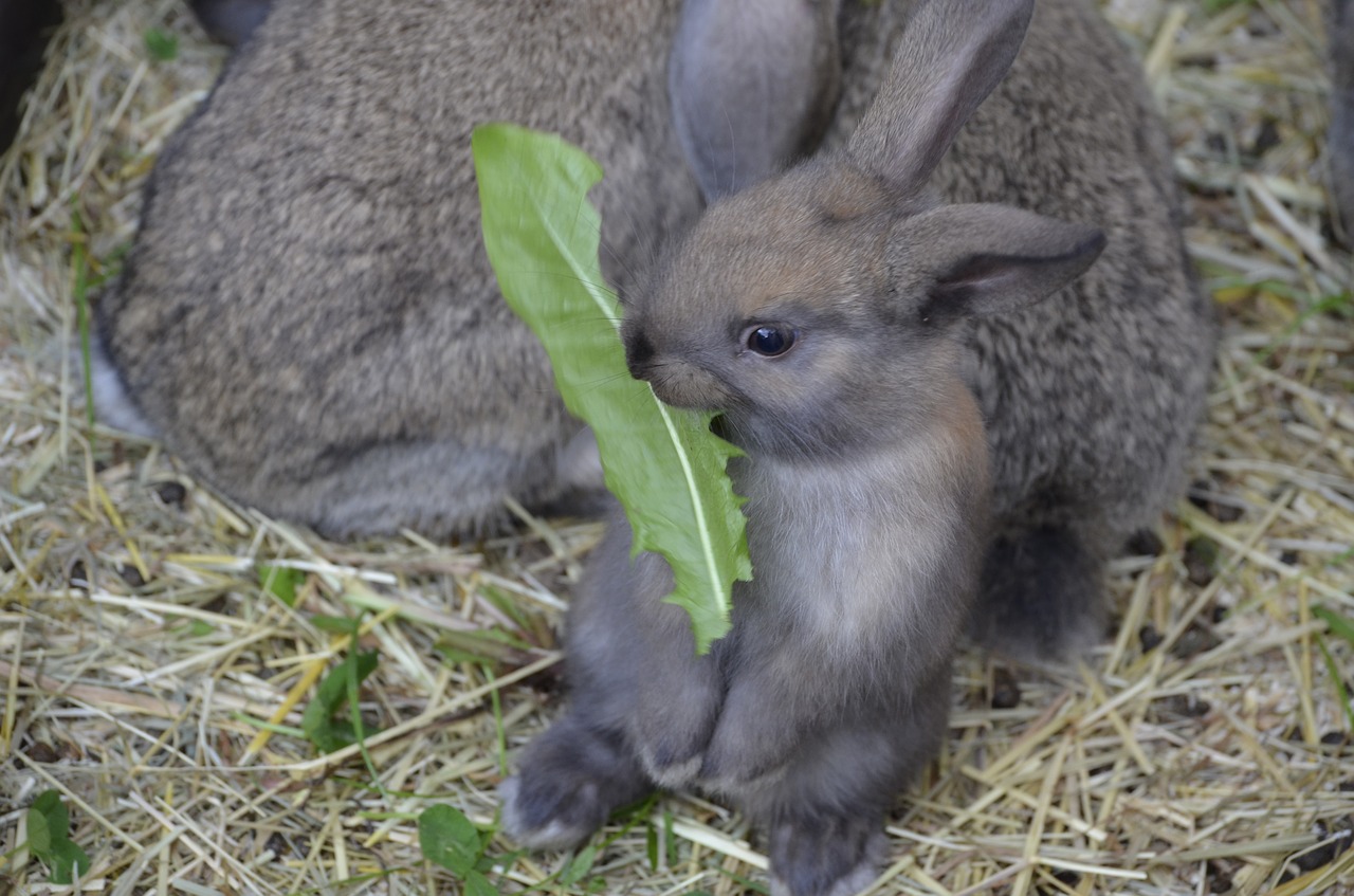 Dwarf Hare, Ruda, Floppy Auskaras, Maistas, Nemokamos Nuotraukos,  Nemokama Licenzija