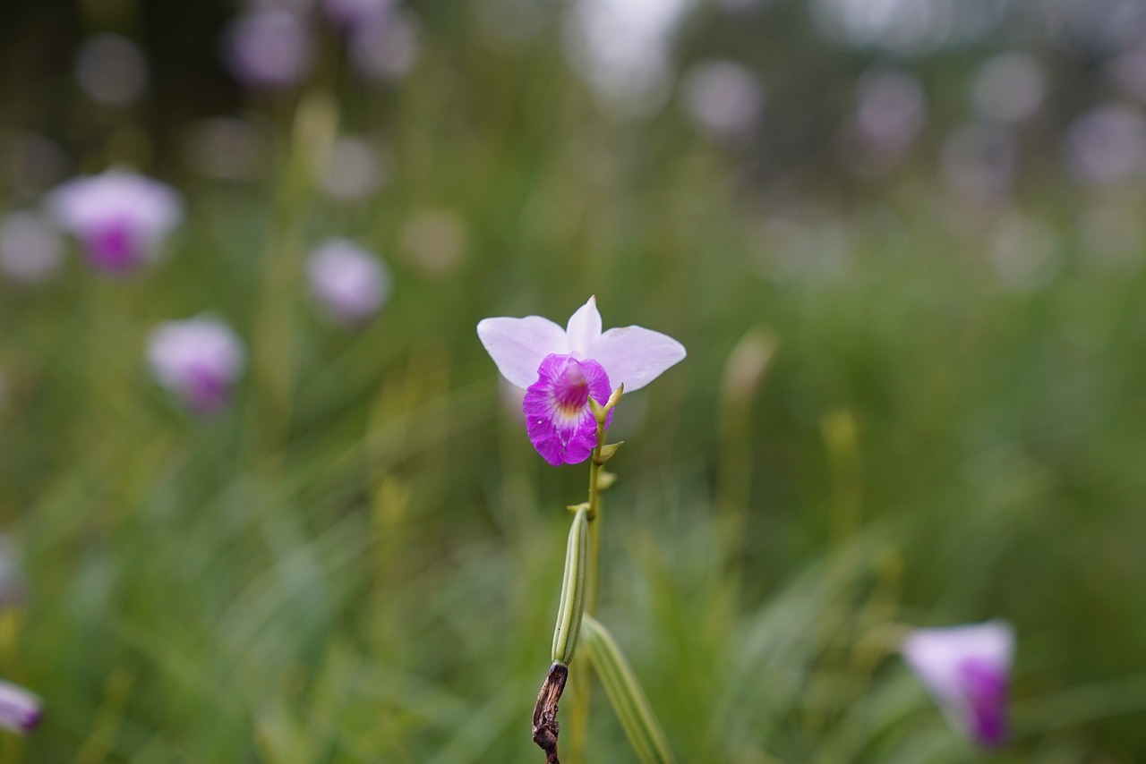 Nykštukė Orchidėja, Atogrąžų, Gėlių, Egzotiškas, Malaizija, Gamta, Nemokamos Nuotraukos,  Nemokama Licenzija