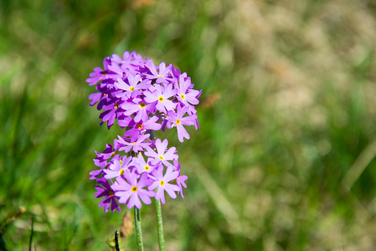 Nykštukas-Primrose, Gėlė, Žiedas, Žydėti, Violetinė, Gamta, Primozė, Uždaryti, Pirminis Šiltnamio Efektas, Makro