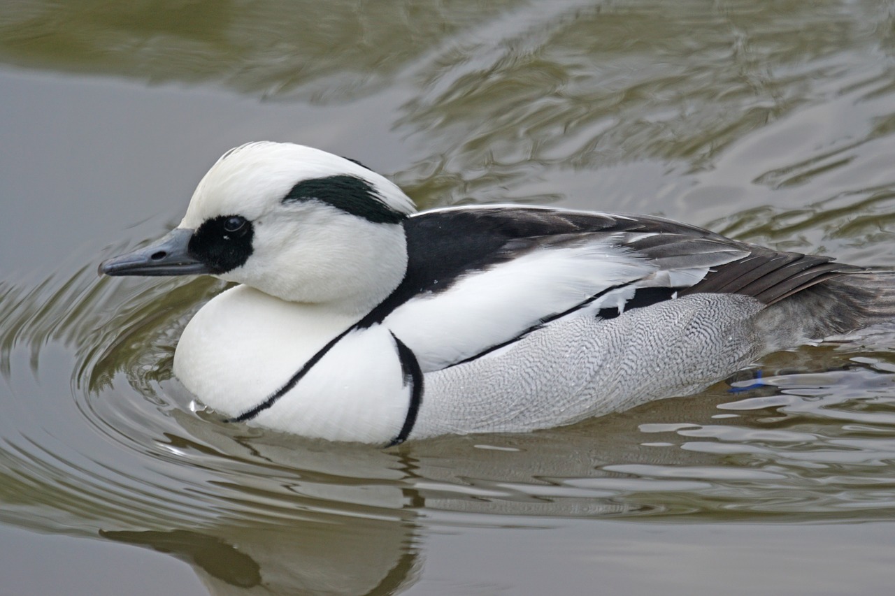 Nykštukas Pjuvenininkas, Antis, Ančių Paukštis, Vandens Paukštis, Drake, Elegantiškas, Mergellus Albellus, Nemokamos Nuotraukos,  Nemokama Licenzija