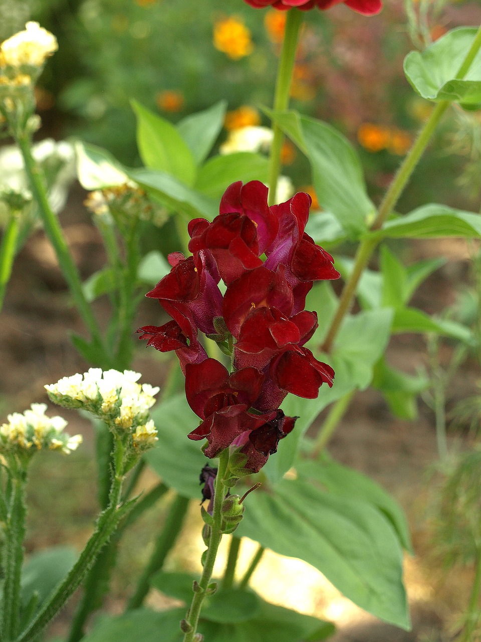 Nykštukas Snapdragon, Antirrhinum Majus Pumilum, Gėlė, Žydėjimas, Siužetas, Sodas, Gamta, Augalas, Sodo Augalas, Nemokamos Nuotraukos