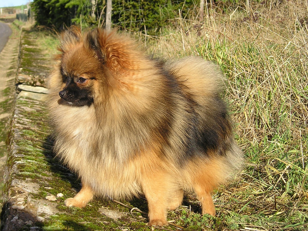 Nykštukas Špicas, Pažymėtas, Šuo, Naminis Gyvūnėlis, Kailis, Ausys, Šunų Veislė, Pomeranijos, Nemokamos Nuotraukos,  Nemokama Licenzija