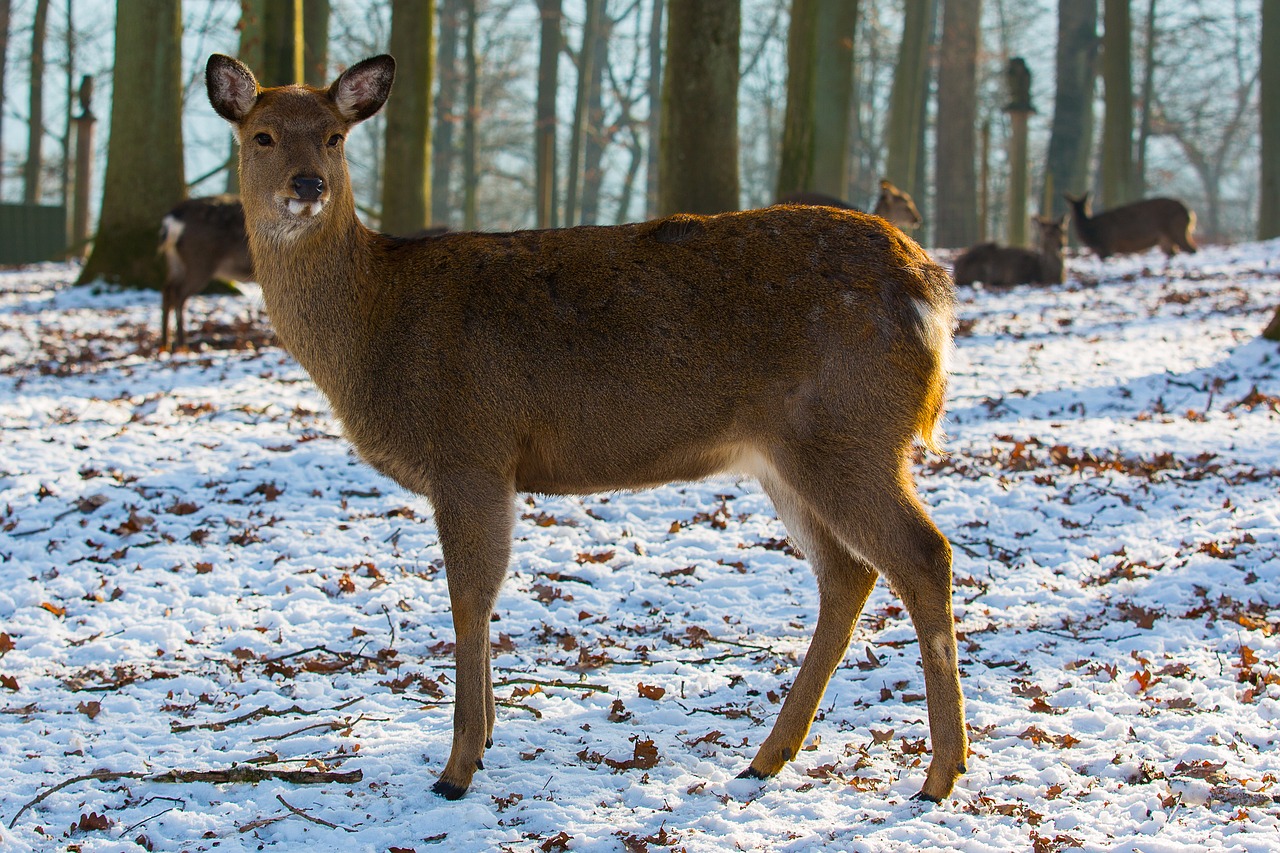 Dybowskiwild, Laukiniai, Stiragai, Miško Gyvūnas, Nemokamos Nuotraukos,  Nemokama Licenzija